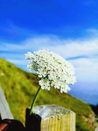 Close-up of flowering plant