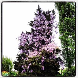 Pink flowers blooming on tree