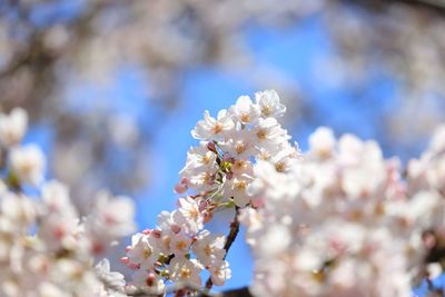 Close-up of white flowers on branch