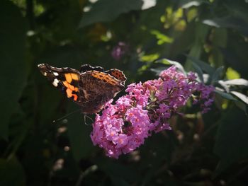 Close-up of butterfly on pink flower