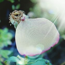 Close-up of ladybug on flower