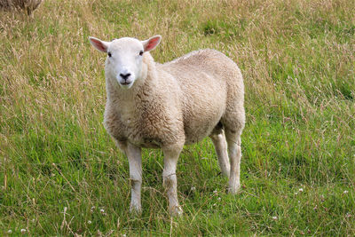 Portrait of sheep standing in field