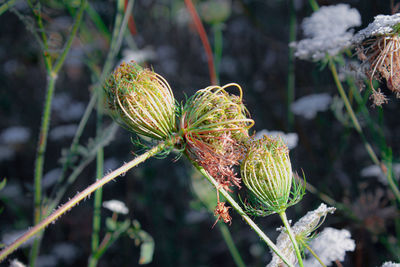Close-up of pine tree branch