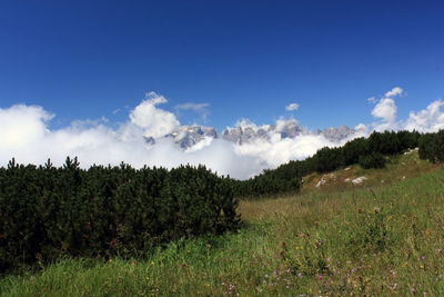 Trees on field against sky