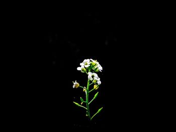 Close-up of flowers against black background