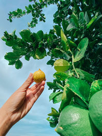 Cropped image of hand holding fruit on plant