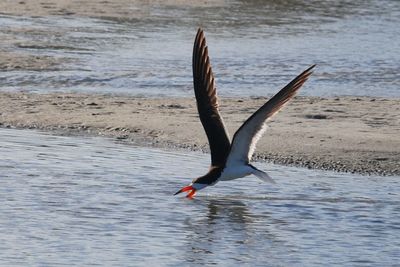 Bird flying over lake