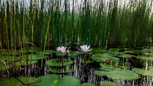 Lotus water lily in pond