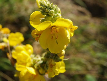 Close-up of yellow flower blooming outdoors