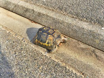 High angle view of tortoise on road