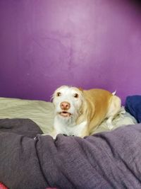 Portrait of dog sitting on hand