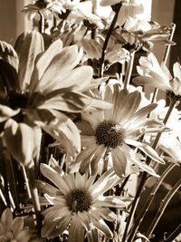 Close-up of flowers blooming outdoors