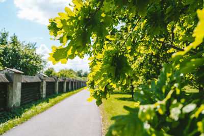 Yellow flowering plants by footpath against sky