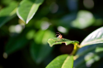 Close-up of ant on leaf