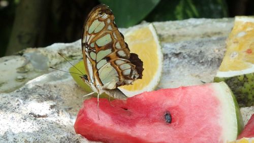 Close-up of butterfly on leaf