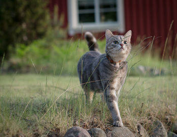 Portrait of cat