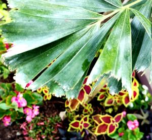 Close-up of plant