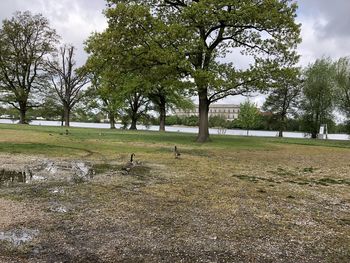 View of trees on field