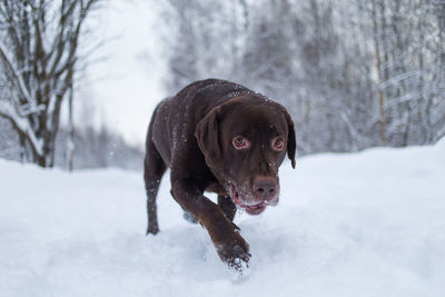 Portrait of dog walking on snow