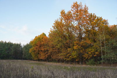 Autumn trees on field against sky