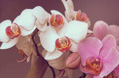 Close-up of pink orchids against white background