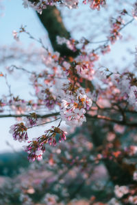 Close-up of insect on pink flowering plant