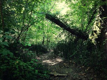 Trees in forest