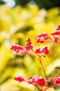 Close-up of insect on red flowering plant