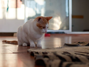 Cat lying on floor at home