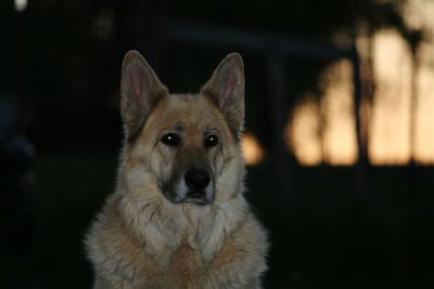 Close-up portrait of dog