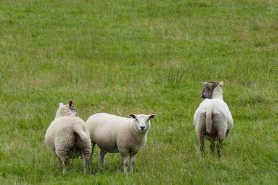Three sheep in a green field
