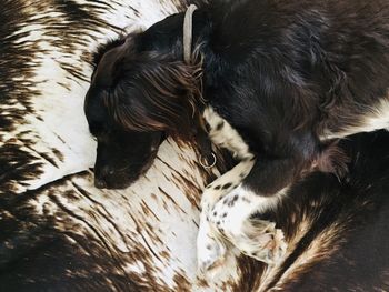 High angle view of dog sleeping