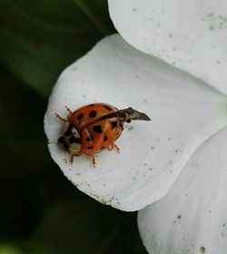 Close-up of insect