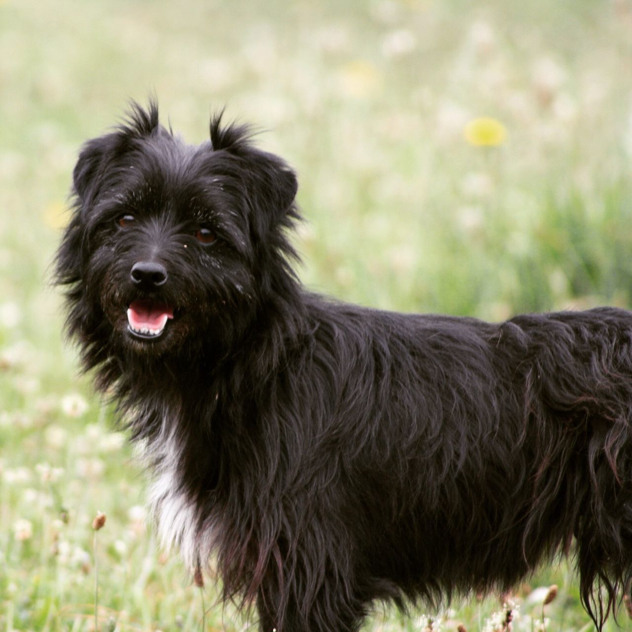 domestic animals, animal themes, one animal, mammal, dog, pets, focus on foreground, field, black color, grass, close-up, animal hair, animal head, portrait, looking at camera, sticking out tongue, no people, outdoors, day, animal body part