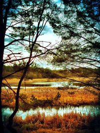 Trees by lake against sky