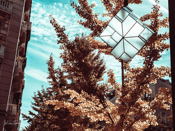 Low angle view of trees and buildings against sky