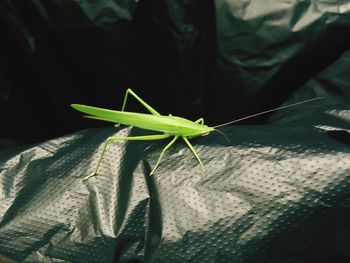 Close-up of insect on leaf