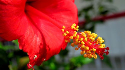 Close-up of red flower blooming outdoors