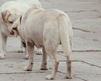 Horses standing on footpath