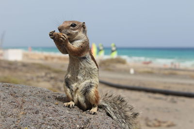 Close-up of chipmunk feeding on rock at beach against sky