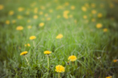 Close-up of yellow flowers blooming in field