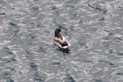 High angle view of duck swimming in lake