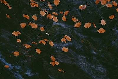 Close-up of autumnal leaves against blurred background