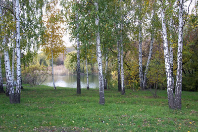 Trees in forest