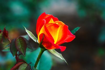 Close-up of red rose