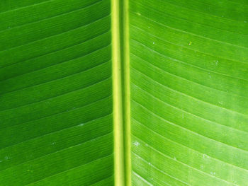 Beautiful banana leaf in natural light 