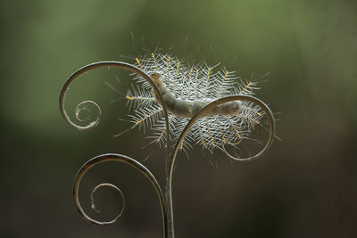 Hairy caterpillar on leaf edge of kalaweit