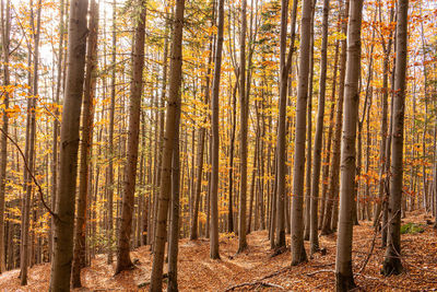 Pine trees in forest during autumn