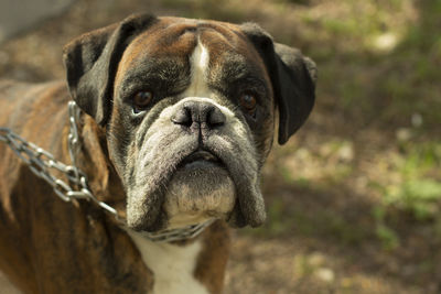 Close-up portrait of a dog