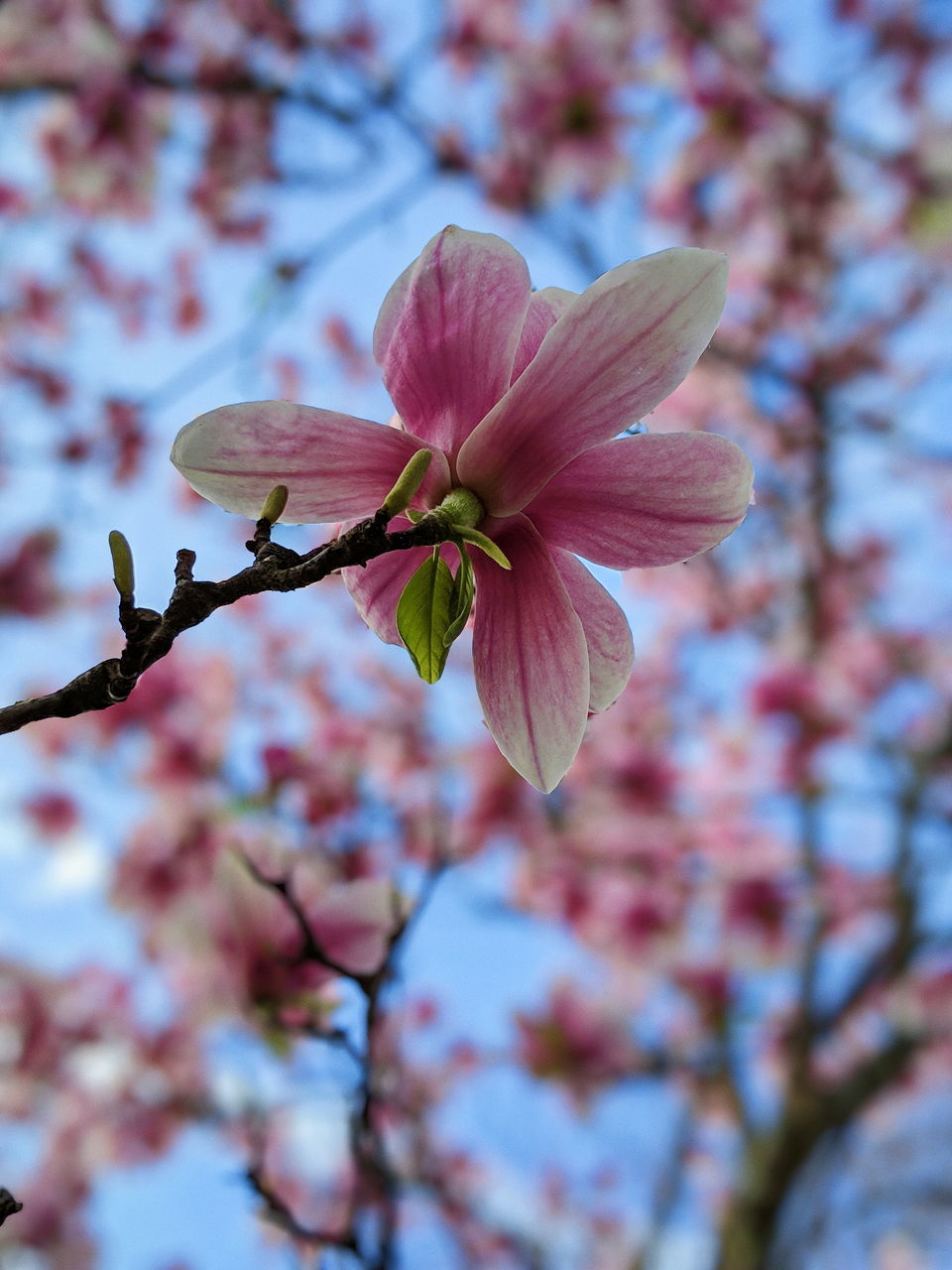 CLOSE-UP OF PINK CHERRY BLOSSOMS